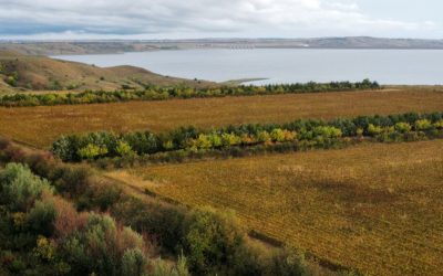 Pheasant Hunting at The Dead Rabbit Lodge in Pierre, South Dakota